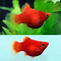 ویزیت آکواریوم