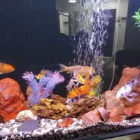 ماهی|ماهی|قم, شهرک شهرداری|دیوار