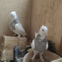 کفتر طوقی|پرنده|صدرا-فارس, فاز ۱|دیوار