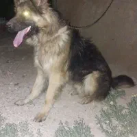 سگ ژرمن