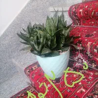 چند عدد گل طبیعی. نخ نساجی اعلا گیلویی 250|حراج|تبریز, |دیوار