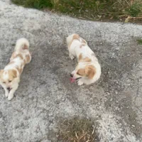 سگ خانگی|سگ|ماکو, |دیوار