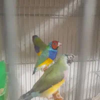 دوجفت فنج گلدین