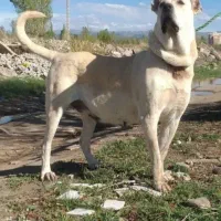 سگ ماچه سرابی نگهبان تظمینی