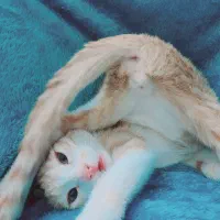 دختر بچه گربهی ۳ ماهه|گربه|قم, شهرک مهدیه|دیوار