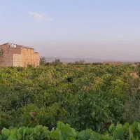 کشمش گله آفتابی|خوردنی و آشامیدنی|مشهد, شهرک لشکر (شهرک غرب)|دیوار