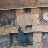 سیاه چنگ موشی