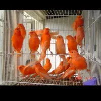 مجموعه پرورش قناری آرام