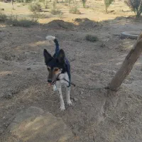 سگ نگهبان 2 تومن