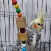 عروس هلندی ماده