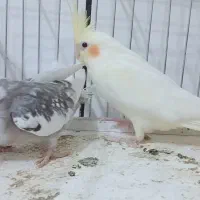 عروس هلندی به همراه دو جوجه ۲۰ روز ه|پرنده|بن, |دیوار