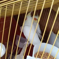 یک جفت عروس هلندی لوتینو چشم شرابی تخم گذار|پرنده|سهند, |دیوار