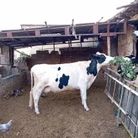 گاو