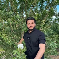 نهال گردو بادام بلوبری پسته در نهالستان فردا نهال|خدمات باغبانی و درختکاری|تهران, آذربایجان|دیوار
