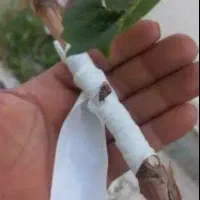 پیوندتخصصی و بار دار کردن درختان کم محصول شما