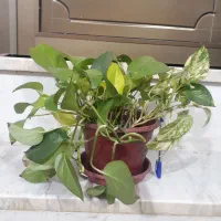 هدیه روز مادر|گل و گیاه طبیعی|نجفآباد, جعفرآباد|دیوار