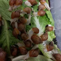 فروش ویژه حلزون‌های مولد و سلامت (سایز درشت)