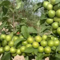 گوجه‌سبز سلطانی طعم ترش و محبوب بهار در باغ