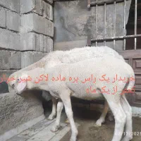 بره یک ماهه ماده لاکن