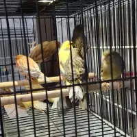 ۱۰ عدد قناری نر اماده|پرنده|مشهد, ایثار|دیوار