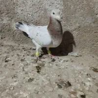 کبوتر|پرنده|برازجان, |دیوار