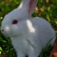 خرگوش