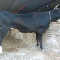 گاو قربانی نزاییده چاق اوله ۷ نفره هرسهم۳۸ت گوساله