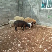 گوسفند بابره|حیوانات مزرعه|سرپل ذهاب, |دیوار