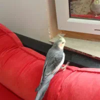 جم سالم وسخنگو|پرنده|جم, |دیوار