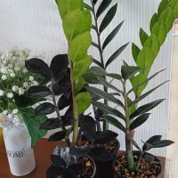 زاموفیلیا بلک|گل و گیاه طبیعی|شیروان (خراسان), |دیوار