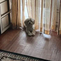 سگ پاکوتاه|سگ|تالش, هشتپر|دیوار