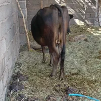 گاو فروشی