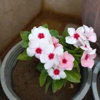 دستبند نیه گل
