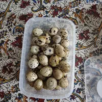 تخم بلدرچین بابهترین کیفیت|خوردنی و آشامیدنی|شاهین‌شهر, شهرک گلدیس|دیوار