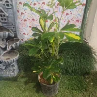 گلهای‌آپارتمانی