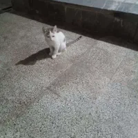 واگذاری رایگان بچه گربه