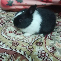 خرگوش هلندی با مزه