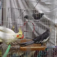 عروس هلندی|پرنده|مشهد, شهید قربانی|دیوار