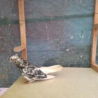 کبوتر رنگی . طوقی . دمسفید|پرنده|شاهینشهر, شهرک میلاد|دیوار