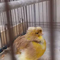 قناری گلستر ماده