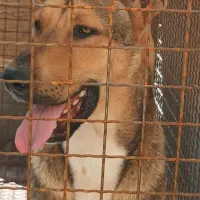 سگ دو رگه عراقی سرابی|سگ|ابهر, |دیوار