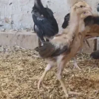 مرغ لاری|حیوانات مزرعه|سرایان, |دیوار