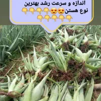 فروش پاجوش آلوئه‌ورا جهت کاشت در گلخانه ها