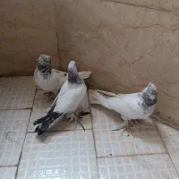 کبوتر