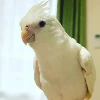 عروس هلندی آلبینو ماده کارداده