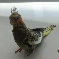 عروس هلندی|پرنده|گلستان (تهران), |دیوار