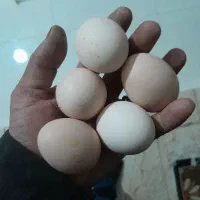 تخم مرغ محلی
