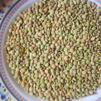 عدس دیم