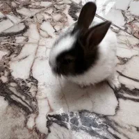 خرگوش نر بچه