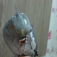 عروس هلندی گم شده